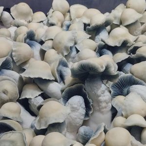 AMVP Mushroom Spores